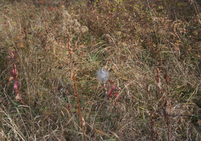 Prairie Grass 02