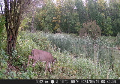 Female Deer 01Oxbow North