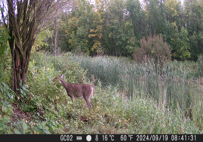 Female Deer 02Oxbow North
