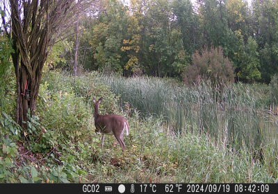Female Deer 03 Oxbow North