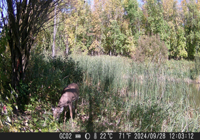 Male Deer 01 Oxbow North.