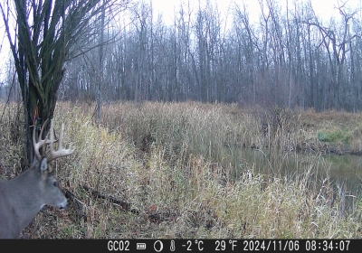 Male Deer 02 Oxbow North