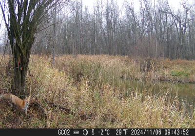 Red Fox Oxbow North
