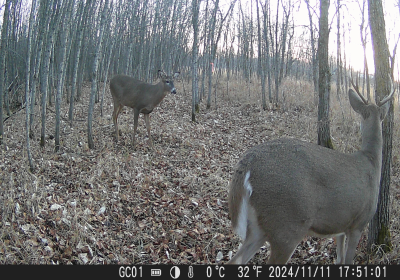 Male Deer 1