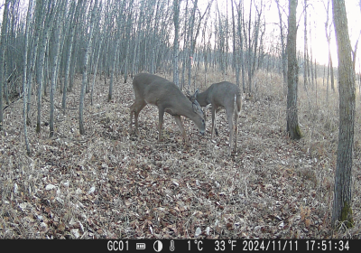 Male Dear Rutting