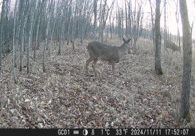 Male Deer 3