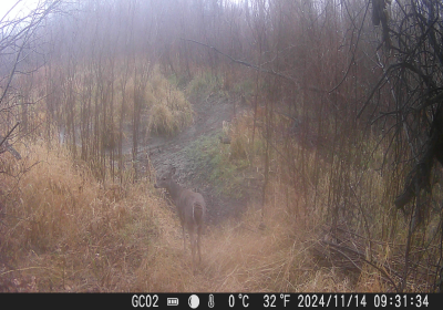 Female Deer 1