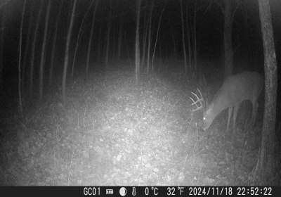 Large Buck