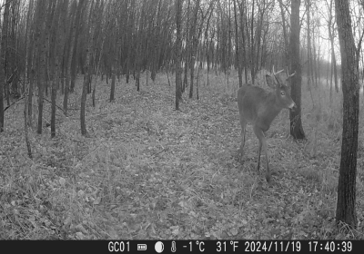 Male Deer 4