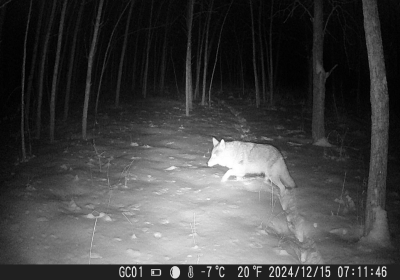 Coyotee IR 1