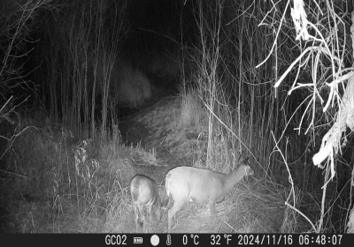 Female and Fawn 1 IR