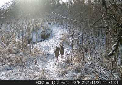 Female Deer 5