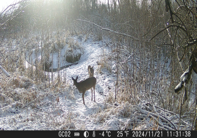 Female Deer 6