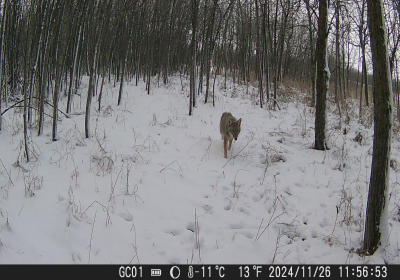 Coyotee 3