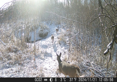  Oxbow North Game Cam Trail 3