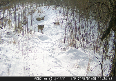 Deer Fawn