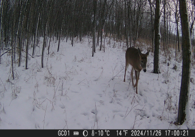 Female Deer 7