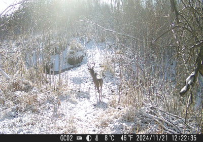 Large Buck 2