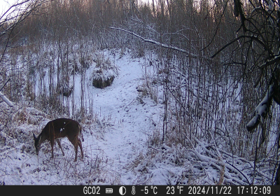 Female Deer 8