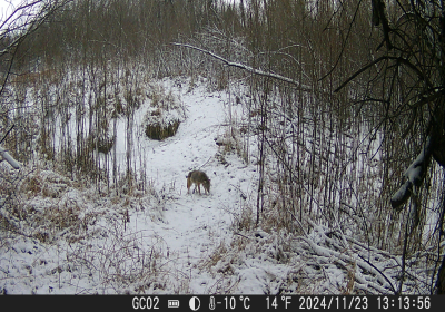 Coyotee 4