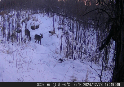 Female Deer 9