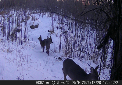 Female Deer 10